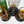 Load image into Gallery viewer, Shelby Cobra coaster among several cocktail glasses
